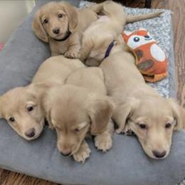 Dachshund Puppies from English Cream Dream Dachshunds