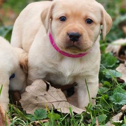 Labrador Retriever Puppies from Shooting Star Labs