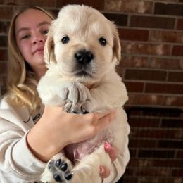 Blossom (Hot Pink) - Light golden female Golden Retriever puppy in Jacksonville, Florida from River City Golden Retrievers