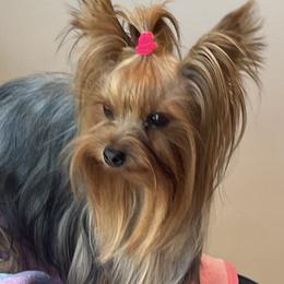 Biewer Terrier and Yorkshire Terrier All Grown Up from Judy McCallum