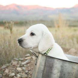 Labrador Retriever Puppies from Heavenly polar labs