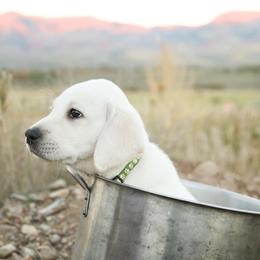 Labrador Retriever Puppies from Heavenly polar labs