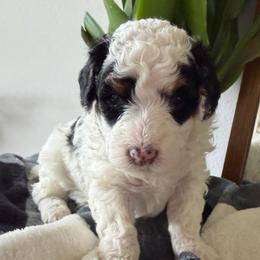 Orange Boy - Black and white male Bernedoodle puppy in Fort Gibson, Oklahoma from Waggle Doodles