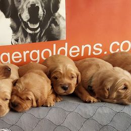 Golden Retriever Puppies from Krueger Goldens
