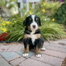 Bernedoodle and Bernese Mountain Dog Puppies from Bernese By Barzees