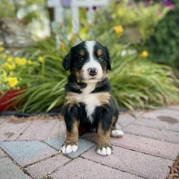 Bernedoodle and Bernese Mountain Dog Puppies from Bernese By Barzees