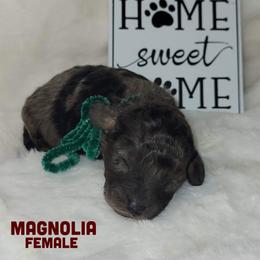 Magnolia - Merle female Goldendoodle puppy in Beecher, Illinois from Erica’s Doodles