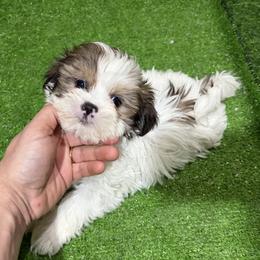 Vinny - Black gold and white male Shih Tzu puppy in Bourne, Massachusetts from Shih Tzu Pups