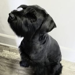 Giant Schnauzers from LaRoc Onyx Riesinbach Kennels