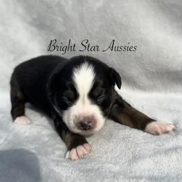 Boone Boone - Black tri-color female Australian Shepherd puppy in Newton, Mississippi from Bright Star Aussies
