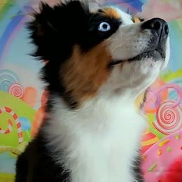 Midge - Black tri-color female Australian Shepherd puppy in Waddell, Arizona from Winsome Aussies