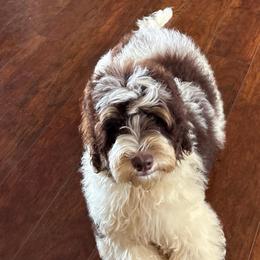 Boy 2 - Brown and white male Bernedoodle puppy in Arabi, Georgia from Huckadoodle Farm