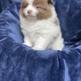 Pomeranian Puppies from Annie’s Animated AKC Pomeranians