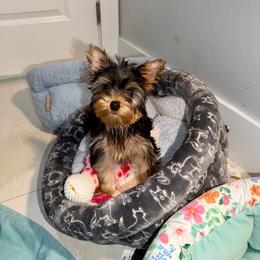 Grecia - Blue and gold female Yorkshire Terrier puppy in Fort Myers, Florida from Katherine’s Yorkies and Poodles
