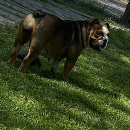 Nellie - Bulldog