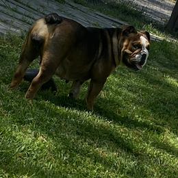 Nellie - Bulldog