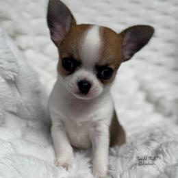 Nimbus - Sable spotted white female Chihuahua puppy in Michigan from Fanciful Thrills Kennel