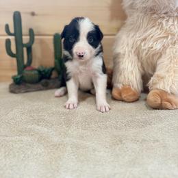 Cheyenne - Black and white female Border Collie puppy in Owenton, Kentucky from Three16 Ranch