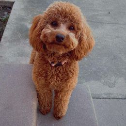 Honey - Poodle