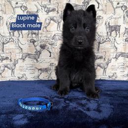 Lupine - Black male German Shepherd puppy in New Cambria, Missouri from Des Hausraben Shepherds