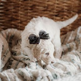 Clover - Cream Goldendoodle puppy in Morrow, Ohio from RemiRoodles