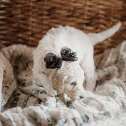 Clover - Cream Goldendoodle puppy in Morrow, Ohio from RemiRoodles