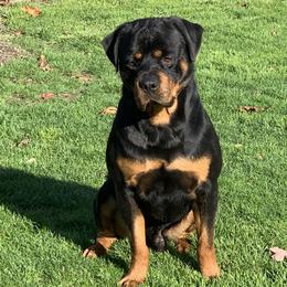 Oso - Rottweiler