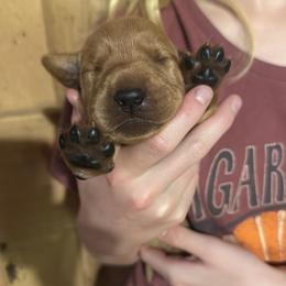 Male pick 5 - Yellow male Labrador Retriever puppy in Wardensville, West Virginia from Sager’s Labrador Puppies