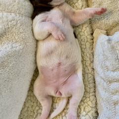 Pointer Puppies from Rimrock Pointers