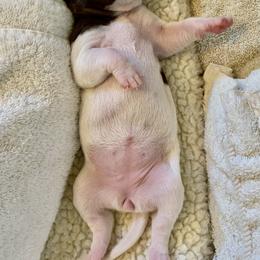 Pointer Puppies from Rimrock Pointers