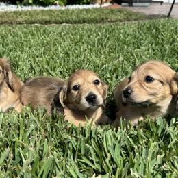 Dachshunds from Oceanside Dachshunds