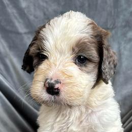 Girl 3 - Orange and white female Saint Berdoodle puppy in San Antonio, Texas from Mammoth Doodles