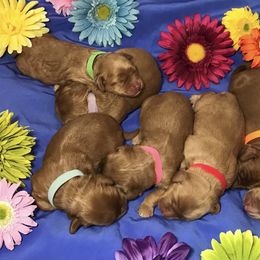 Australian Labradoodle Puppies from Chickadee Labradoodles