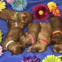 Australian Labradoodle Puppies from Chickadee Labradoodles