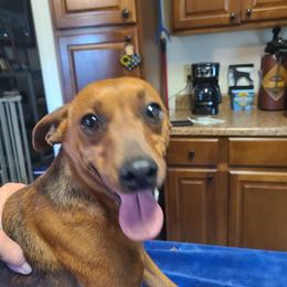Ono - Miniature Pinscher