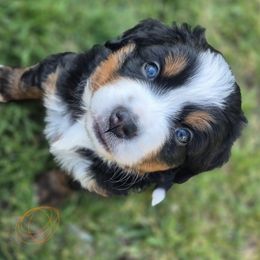 Orange collar - Black rust and white female Bernese Mountain Dog puppy in Utah from Premium Puppies