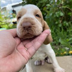 Bracco Italiano and Chihuahua Puppies from Snow Peak Kennel