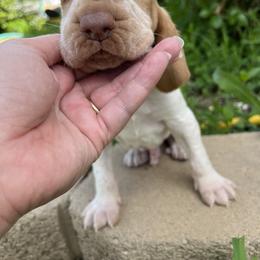 Bracco Italiano and Chihuahua Puppies from Snow Peak Kennel