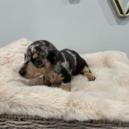 Cody - Dapple male Dachshund puppy in Modesto, California from Raws Doxies