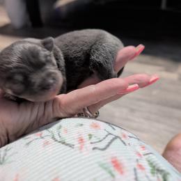 Steele - Silver male Chihuahua puppy in Honea Path, South Carolina from Deerfield Acres Canine Companions