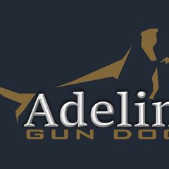Pudelpointers from Adeline Gun Dogs