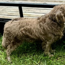 Cleo - Labrador Retriever