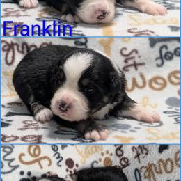 Franklin - Black tri-color male Australian Shepherd puppy in Squaw Valley, California from A&M Australian Shepherds