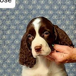 English Springer Spaniels from Cashmere ESS