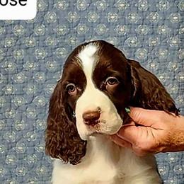 English Springer Spaniels from Cashmere ESS