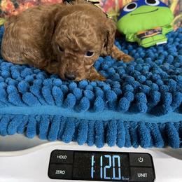 Mikey - Red  male Poodle puppy in Lawrenceburg, Tennessee from LUV Poodles and Maltipoos