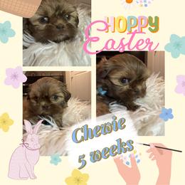 Chewie - Liver male Shih Tzu puppy in Coolidge, Arizona from Shih Tzu’s  ‘N’ Love