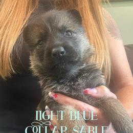 Light blue collar - Sable female German Shepherd puppy in Canterbury, Connecticut from Nachtwaechter German Shepherds, LLC