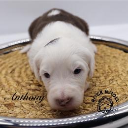 Anthony Bridgerton - Brown and white male Sheepadoodle puppy in Edmond, Oklahoma from Rock N Roll Doodles