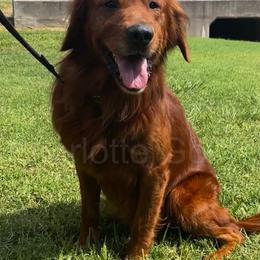 Huddson - Golden Retriever
